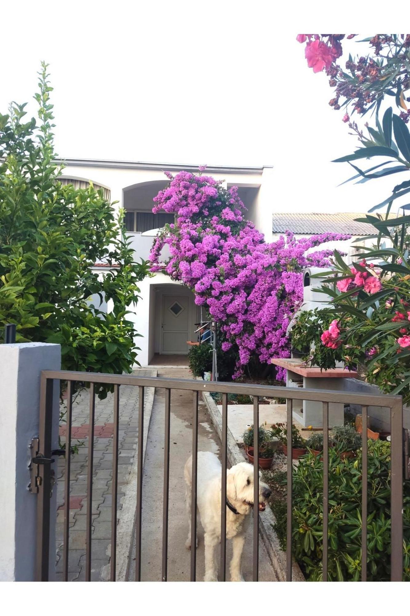 Apartment Flowers Бибинє Екстер'єр фото
